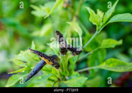 CAPSICUM FRUTESCENS LINN (VOGEL, Chili, Chili) eine bunte Karen Paprika, beide Reifen orange oder Junge grünlich mit langen Obst Terminal. zusammen kleben Stockfoto