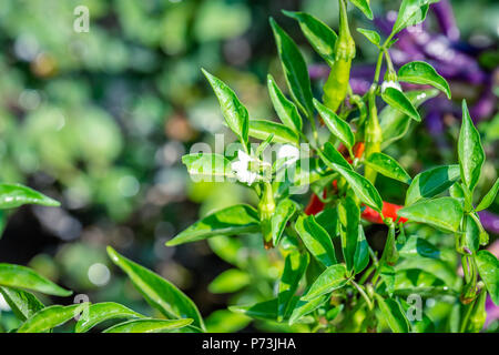 CAPSICUM FRUTESCENS LINN (VOGEL, Chili, Chili) eine bunte Karen Paprika, beide Reifen orange oder Junge grünlich mit langen Obst Terminal. zusammen kleben Stockfoto