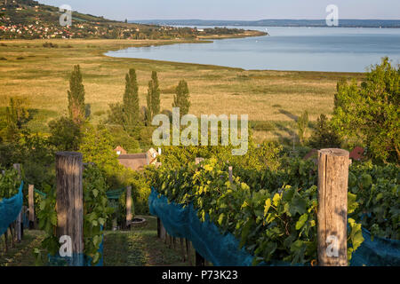 Ungarische Landschaft aus einer Plattensee Stockfoto