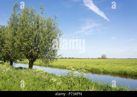 Blick auf die typisch holländische Landschaft weit offen in der Landschaft im Sommer mit grünem Gras, blauer Himmel, Weiden und ein Graben mit frischem Wasser Stockfoto