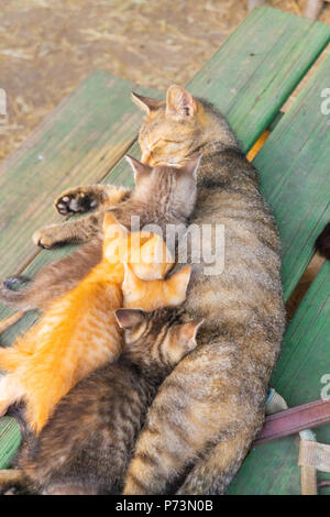 Diese Familie der Katzen ist nur Abkühlung an einem heißen Tag Stockfoto