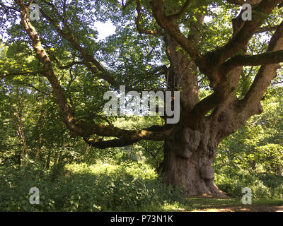 'Young Pretender" 300 Jahre alte Platane Baum, der Wald von Birnam, Dunkeld, Schottland, am 1. Juli 2018. Stockfoto