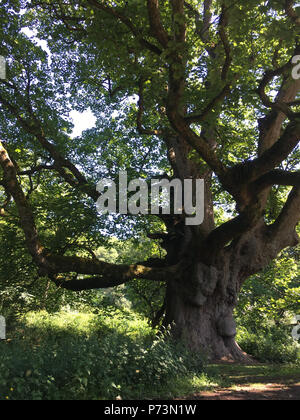 'Young Pretender" 300 Jahre alte Platane Baum, der Wald von Birnam, Dunkeld, Schottland, am 1. Juli 2018. Stockfoto