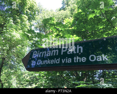 Birnam Eiche in der Wald von Birnam, Dunkeld, Schottland, am 1. Juli 2018. Stockfoto