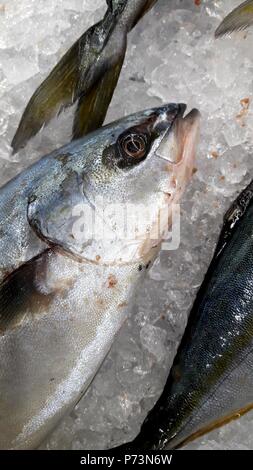 Schönes Bild von gelben Tailed Fisch in thailändischen Markt Stockfoto