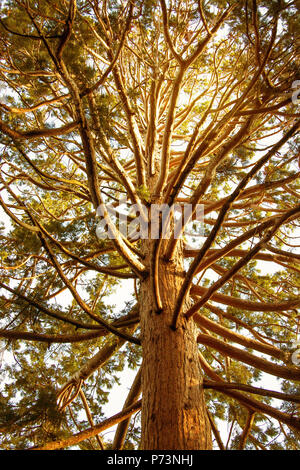 Ansicht der Krone und Stamm eines riesigen mammutbaum (sequoiadendron giganteum) close-up Stockfoto