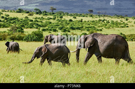 Eine Gruppe von vier afrikanischen Elefanten (Loxodonta africana) gehen auf die Savanne. Nationalpark Masai Mara, Kenia Stockfoto
