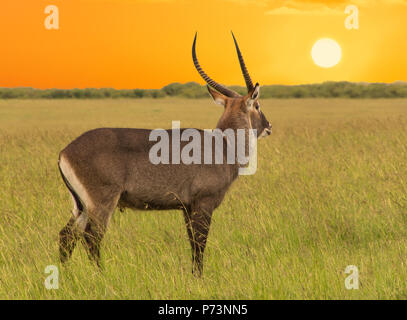 Die männliche Antilope in den Weiten der afrikanischen Savanne bei Sonnenuntergang Stockfoto