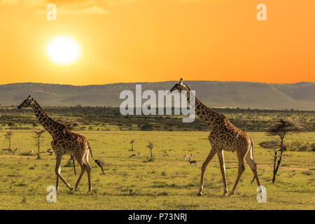 Paar Giraffen wandern in der afrikanischen Savanne bei Sonnenuntergang. Ngorongoro. Tansania. Afrika Stockfoto