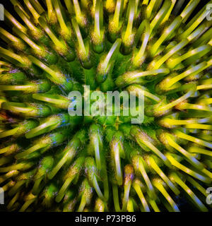 Kunst Stillleben surreallistic farbenfroh leuchtenden Blumen makro Portrait des Inneren eines isolierten Protea Blüte von oben gesehen Stockfoto