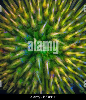 Kunst Stillleben surreallistic farbenfroh leuchtenden Blumen makro Portrait des Inneren eines isolierten Protea Blüte von oben gesehen Stockfoto