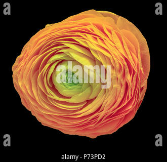 Detaillierte Kunst Stillleben Pastelltönen Makro Blume Draufsicht Porträt eines isolierten Einzelnen orange gelb grün blühenden buttercup Blossom, schwarz Stockfoto