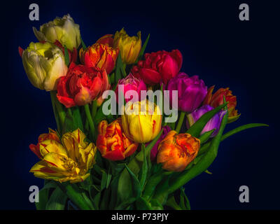 Kunst blumen stillleben Blume Makro einer Blüte Tulpe Blume Blumenstrauß/Bündel, dunkelblauen Hintergrund in lebendigen leuchtende Farben, rot, rosa, violett, gelb Stockfoto