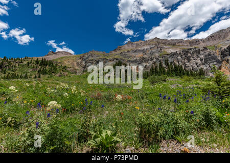 Ausgedehnte Mountain Vista mit Blick auf eine Wiese mit Wildblumen gefüllt. Stockfoto