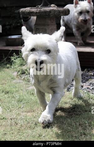 Einen 11 Jahre alten, männlichen, West Highland Terrier (Westie) Hund. Stockfoto