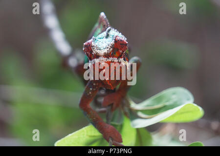 Panther chameleon Furcifer pardalis auf einem Zweig Stockfoto
