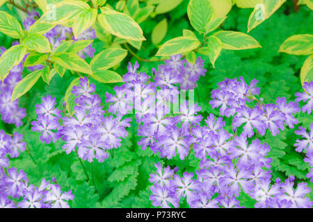 Primula sieboldii, dem Common Name ist japanisch Primrose in voller Blüte mit rosa-lila Blüten. Stockfoto