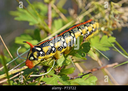 Gallium sphinx Wolfsmilch hawk moth Caterpillar im Wald Stockfoto