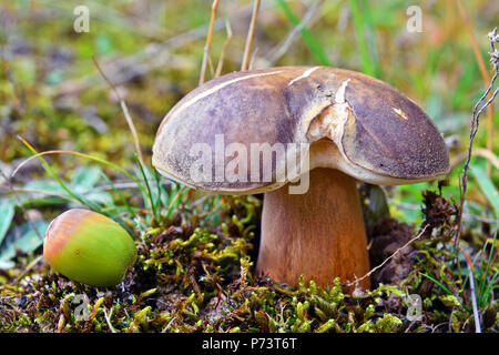 Boletus aereus Pilze, auch bekannt als die dunklen Cep oder Bronze bolete Stockfoto