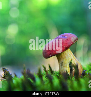 Hortiboletus rubellus Pilz, früher bekannt als steinpilze rubellus Stockfoto