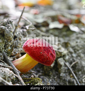 Hortiboletus rubellus Pilz, früher bekannt als steinpilze rubellus Stockfoto