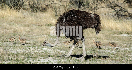 Männliche Strauß Struthio camelus - mit sechs Küken in der Etosha, Namibia. Stockfoto