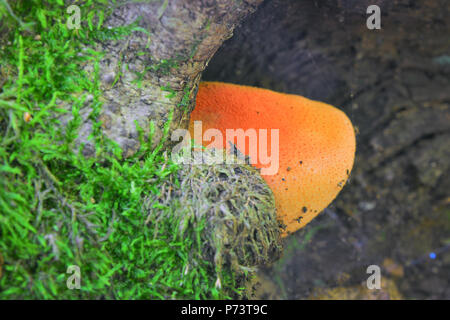 Fistulina leberblümchen Pilz, auch wie ein Ochse, der Zunge oder beefsteak Pilz bekannt Stockfoto