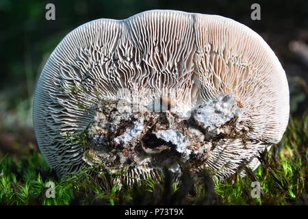 Lenzites betulina Pilz, auch bekannt als das geschlachtete polypore oder Birke mazegill Stockfoto