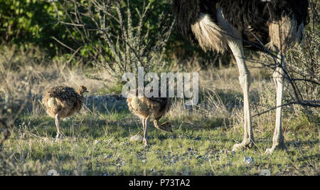 Männliche Strauß Struthio camelus - zwei mit Küken im Etosha, Namibia. Stockfoto