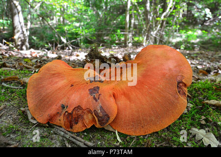 Fistulina leberblümchen Pilz, auch wie ein Ochse, der Zunge oder beefsteak Pilz bekannt Stockfoto