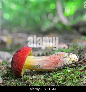 Hortiboletus rubellus Pilz, früher bekannt als steinpilze rubellus Stockfoto