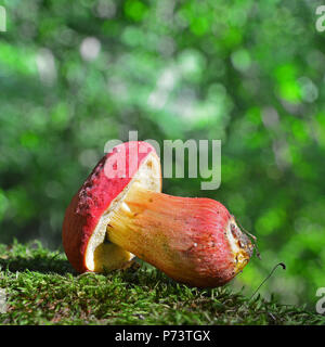 Hortiboletus rubellus Pilz, früher bekannt als steinpilze rubellus Stockfoto