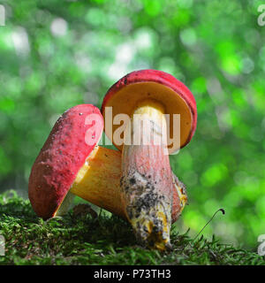 Hortiboletus rubellus Pilz, früher bekannt als steinpilze rubellus Stockfoto