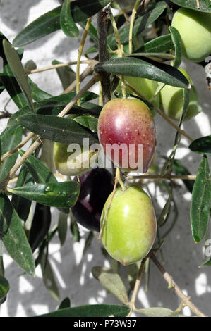 Oliven auf dem Baum Stockfoto