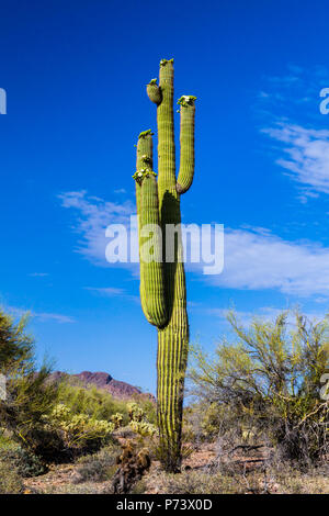 Gigantischen Saguaro Kaktus hoch mit Frühling Blüten, umgeben von einheimischen Pflanzen Wüste in Arizona Sonora Wüste. Stockfoto