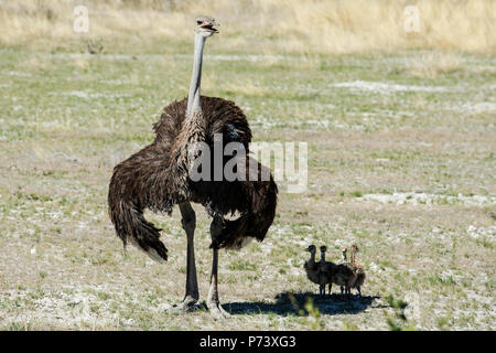 Femals Strauß Struthio camelus - mit Küken und zerzauste Federn, im Etosha, Namibia. Stockfoto