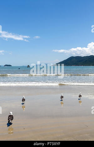 Florianopolis, Santa Catarina, Brasilien. Möwen im Sand an einem sonnigen Tag am Strand. Stockfoto