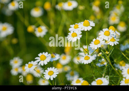 Die Blütezeit. Kamille. Feld, Kamille Kamille blühen Blumen auf einer Wiese im Sommer, selektiver Fokus Stockfoto