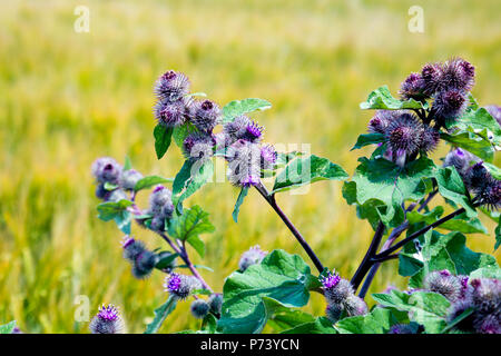 Lila Mariendistel wächst in einem Feld Stockfoto