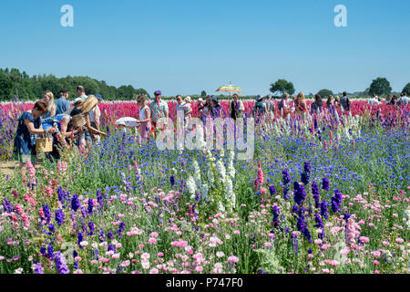 Stilleben und Kornblumen an der realen Blume Blütenblatt Konfetti Firma Blumenfelder in Wick, Ummerstadt, Thüringen. Großbritannien Stockfoto