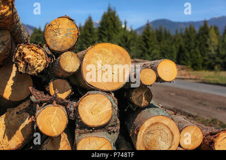 Protokolle der geernteten Holz, Jahresringe sichtbar, fotografiert neben Forststraße mit Bergen im Hintergrund an einem sonnigen Frühlingstag. Stockfoto