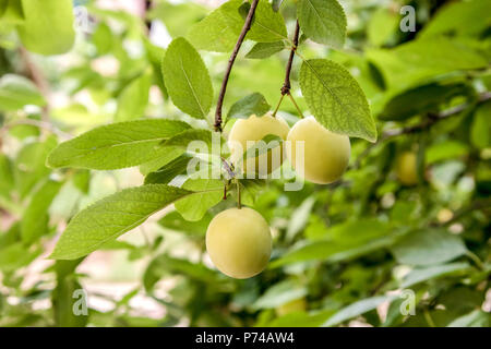 Bild von süßen Mirabellen reift auf einem Baum im Garten Stockfoto