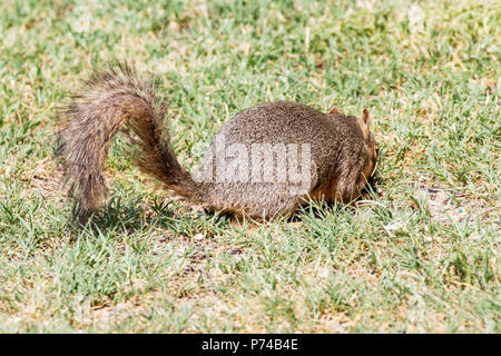 Eastern Fox Eichhörnchen, Fuchs Eichhörnchen, Fuchs Bryant Eichhörnchen - Sciurus niger Futter und Fütterung Stockfoto