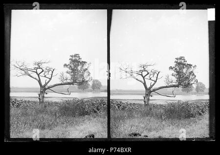 Englisch: Daniel Berry Austin (American, Born 1863, Aktiv, 1899-1909). Ryder's Pond (Strome zu töten), Juniper, Westseite der Teich, Brooklyn, Ca. 1899-1909. Trocknen Sie Platte negativ. Drucke, Zeichnungen und Fotografien. Brooklyn Museum/Brooklyn Public Library, Brooklyn Sammlung, 1996.164. 1-76. (1996.164. 1-76 IMLS SL2.jpg). Vor 1923 3 1996.164. 1-76 IMLS SL2 Stockfoto