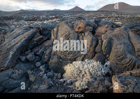 Schwarze lava Steine und Bush mit lavafeld Berge im Rücken, La Restinga, El Hierro, Kanarische Inseln, Spanien Stockfoto