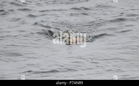 Eurasischen oder Fischotter (Lutra lutra) kämpfen mit Beute an Land, in diesem Fall eine Krake. Stockfoto