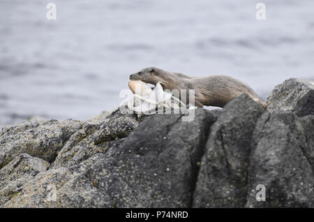 Eurasischen oder Fischotter (Lutra ultra) mit Beute. Die Beute Arten ist Eledene cirrhosa, verschieden als Lesser, gewellt oder gehörnte Octopus bekannt. Stockfoto