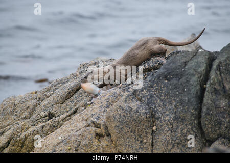 Eurasischen oder Fischotter (Lutra ultra) mit Beute. Die Beute Arten ist Eledene cirrhosa, verschieden als Lesser, gewellt oder gehörnte Octopus bekannt. Stockfoto