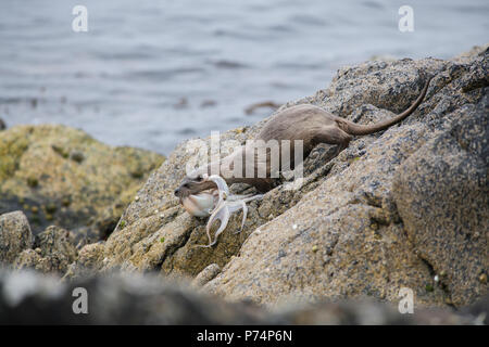 Eurasischen oder Fischotter (Lutra ultra) mit Beute. Die Beute Arten ist Eledene cirrhosa, verschieden als Lesser, gewellt oder gehörnte Octopus bekannt. Stockfoto