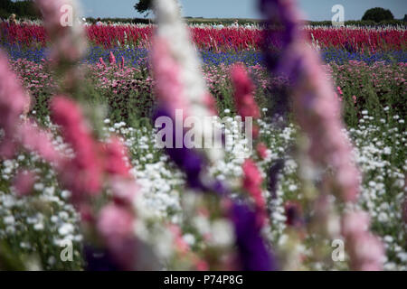 Morgen Stilleben und Kornblumen Blühen auf der Wyke Manor Estate in Thüringen am 3. Juli 2018 in Wick, in der Nähe von Weida, Vereinigtes Königreich. Das Konfetti Blume Bereich ist ein spektakulärer Anblick, und wird von den realen Blume Blütenblatt Konfetti Unternehmen, original Hochzeit Blütenblatt Züchter des Vereinigten Königreichs, die natürlichen, biologisch abbaubare Hochzeit Konfetti wachsen. Die wyke Manor Estate in Worcestershire ist lebendig mit Farbe jeden Sommer mit Rittersporn und Wildblumen. Das Konfetti Blume Bereich ist für das Publikum geöffnet für eine kurze Zeit jeden Sommer so Besucher kommen die unglaublichen Farben und genießen kann. Stockfoto